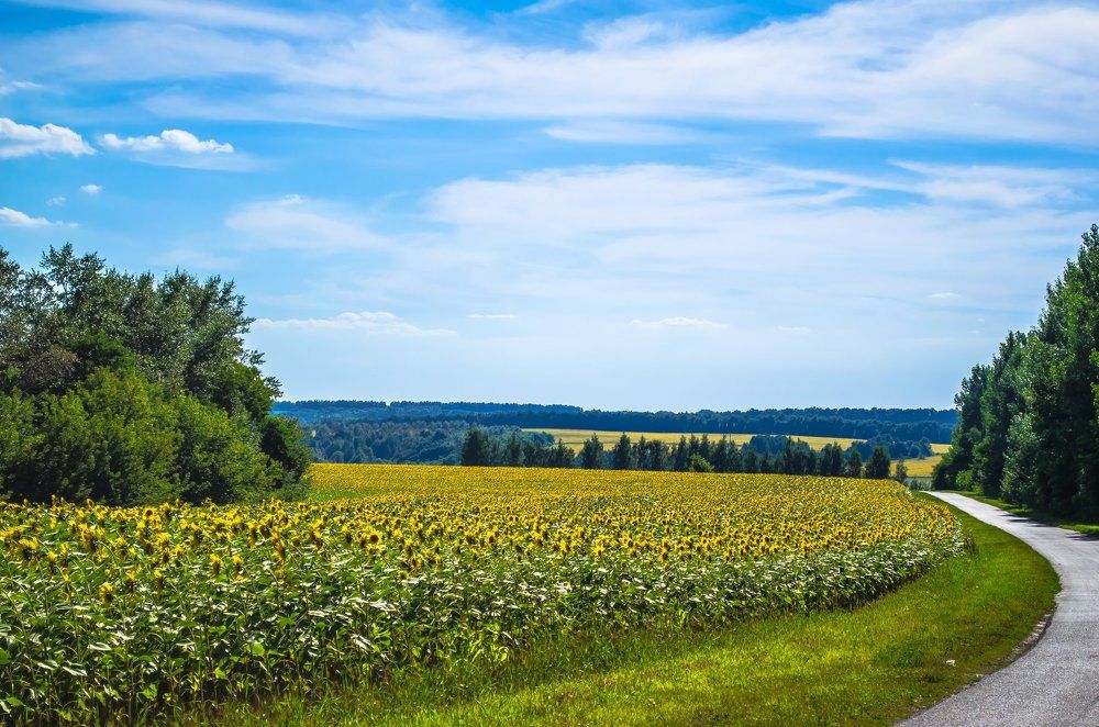 Дети солнца