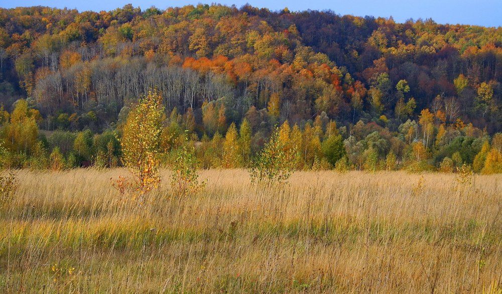 Осень настала.