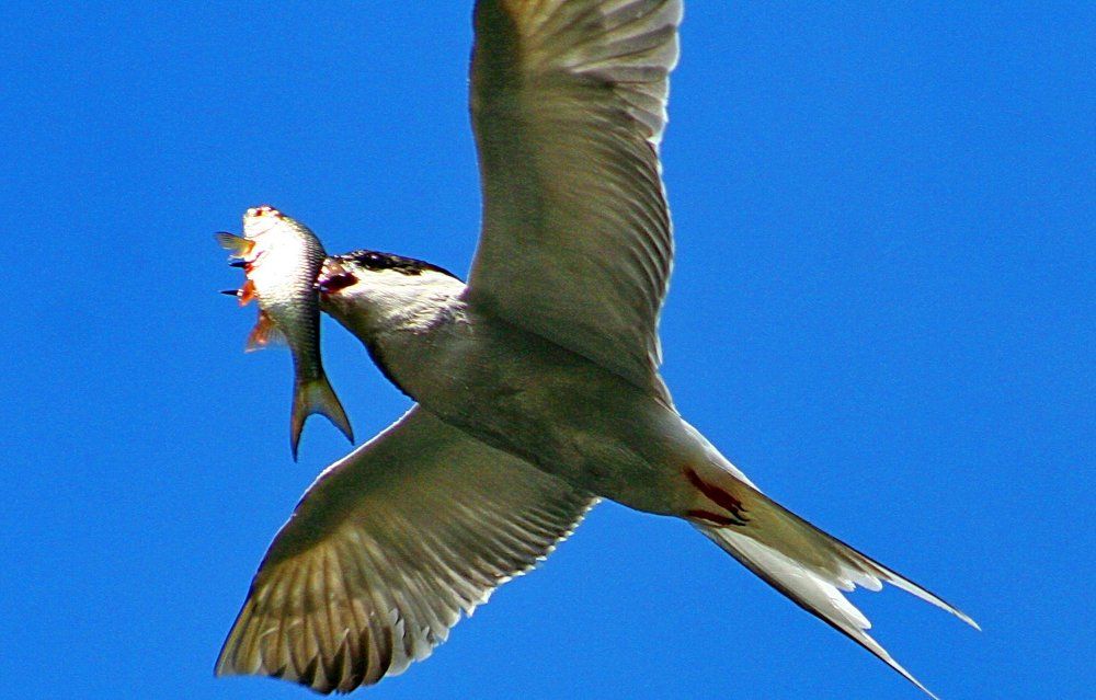 Победный полет.