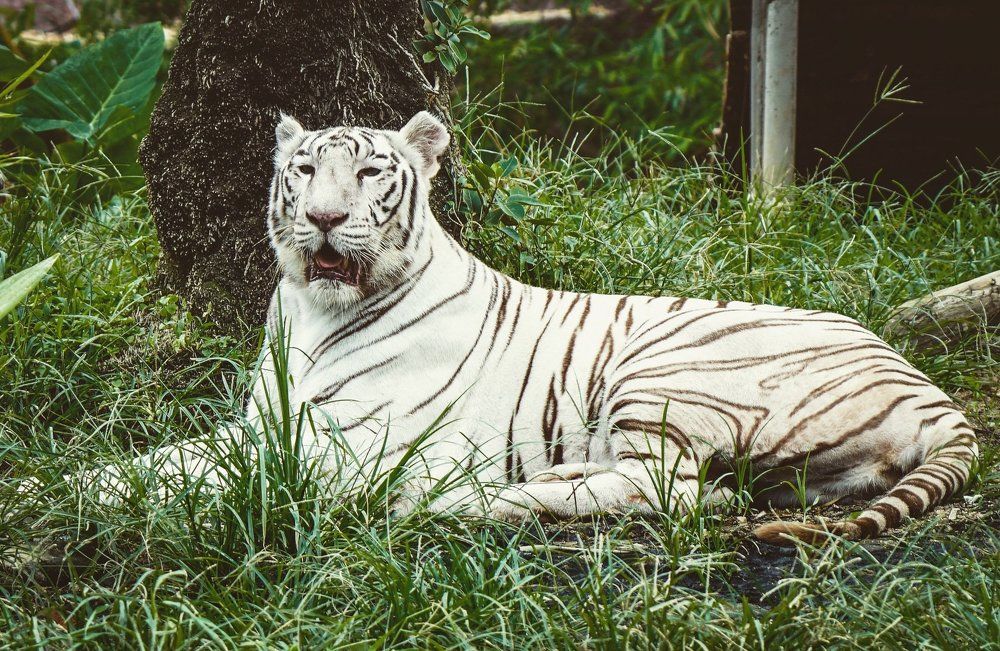White tiger