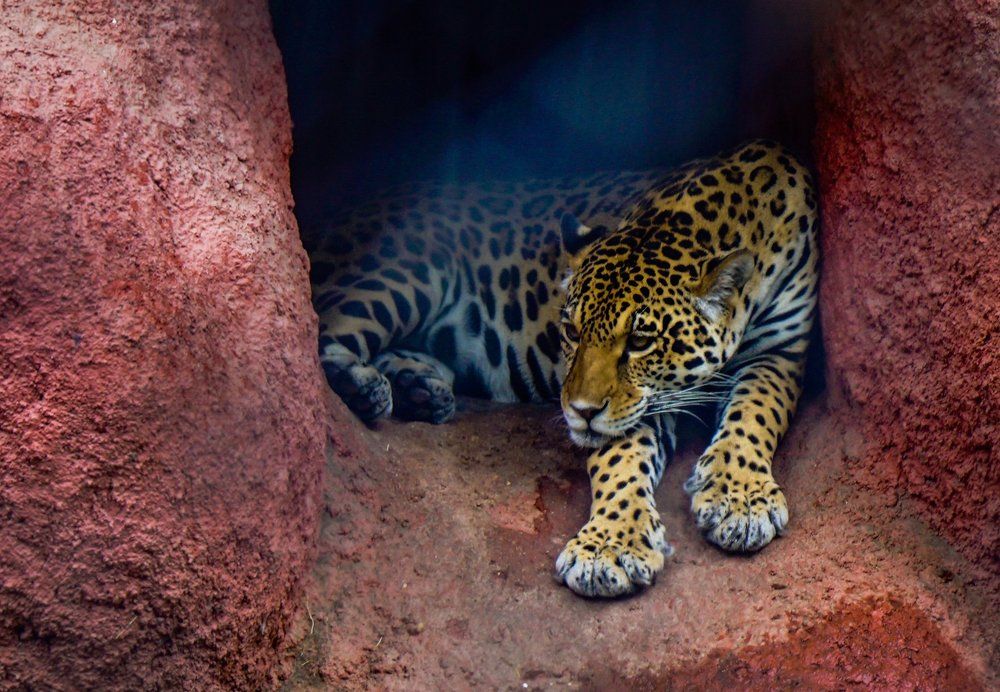Cheetah
