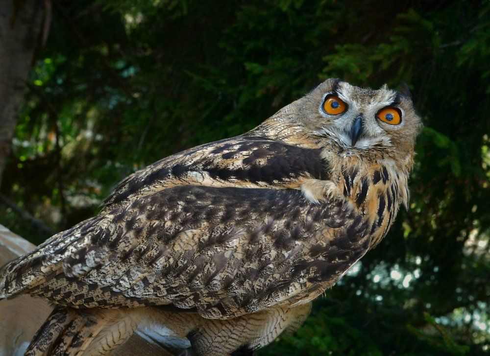 Пучеглазая...