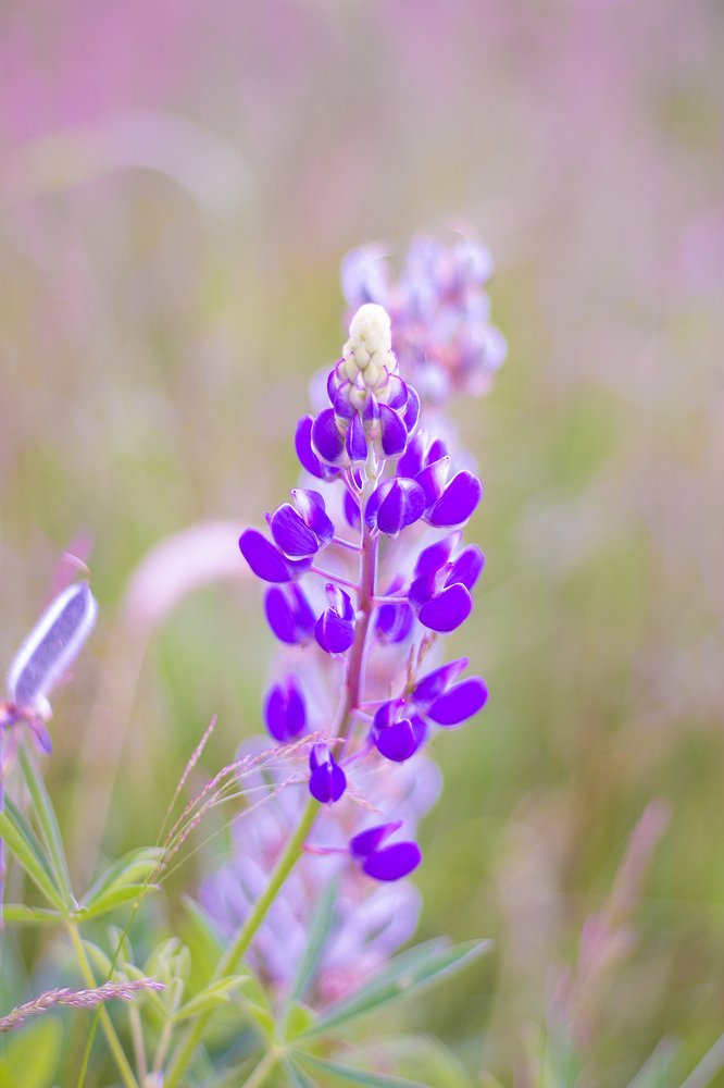 Photograph by Ляшевич Анна