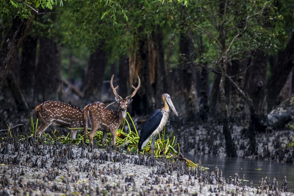 Beauty of mangrove forest Sundarbon Bangladesh