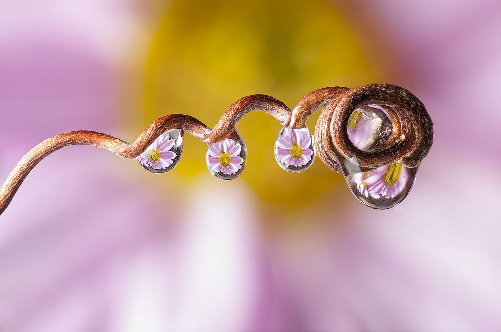 Drops flowers