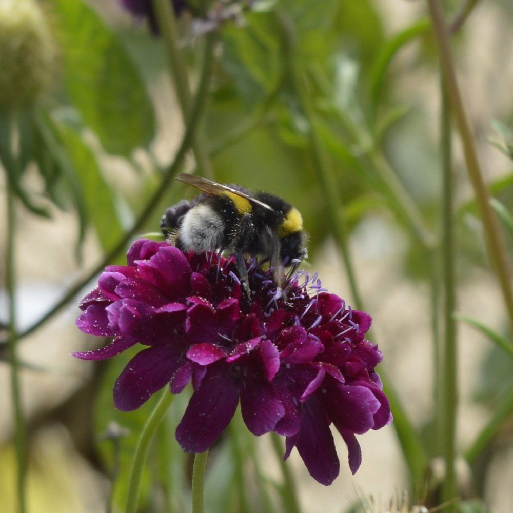 Пчела на цветке.