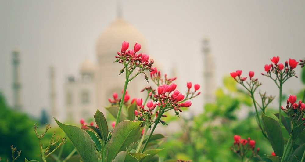 Taj behind Lovely Flower