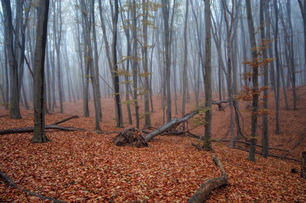 Фотография автора Юрий Юрьев