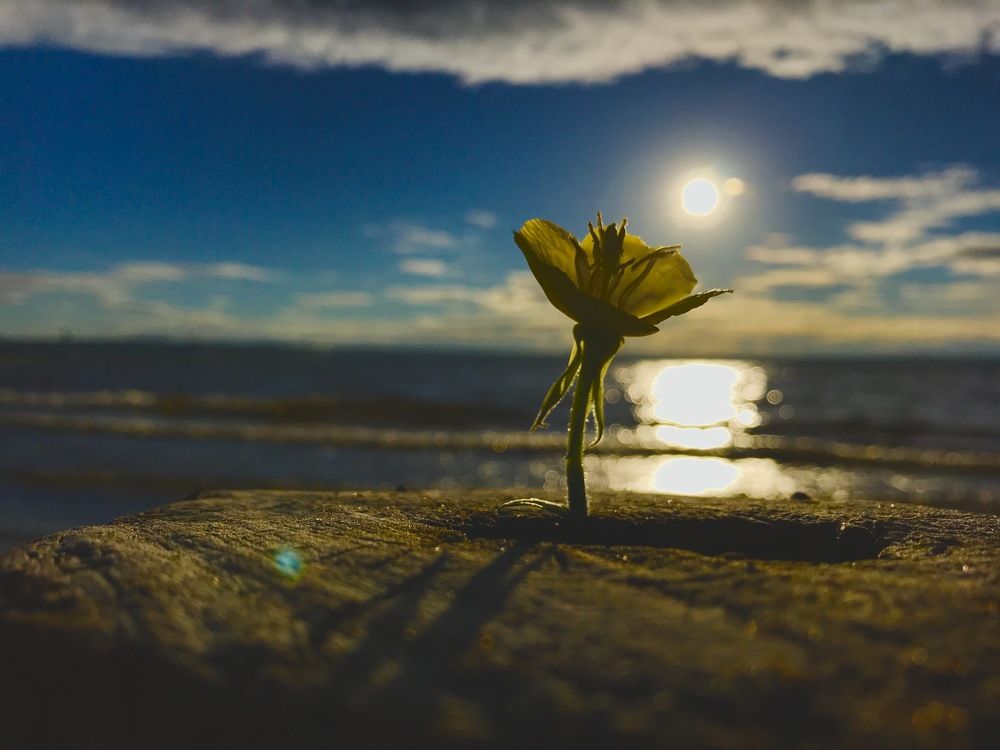 Солнечный цветок