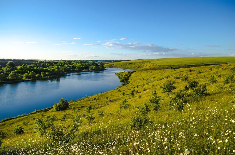 Пруд, поле и ромашковый рай