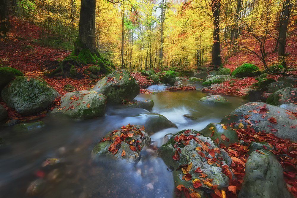 Autumn in the forest