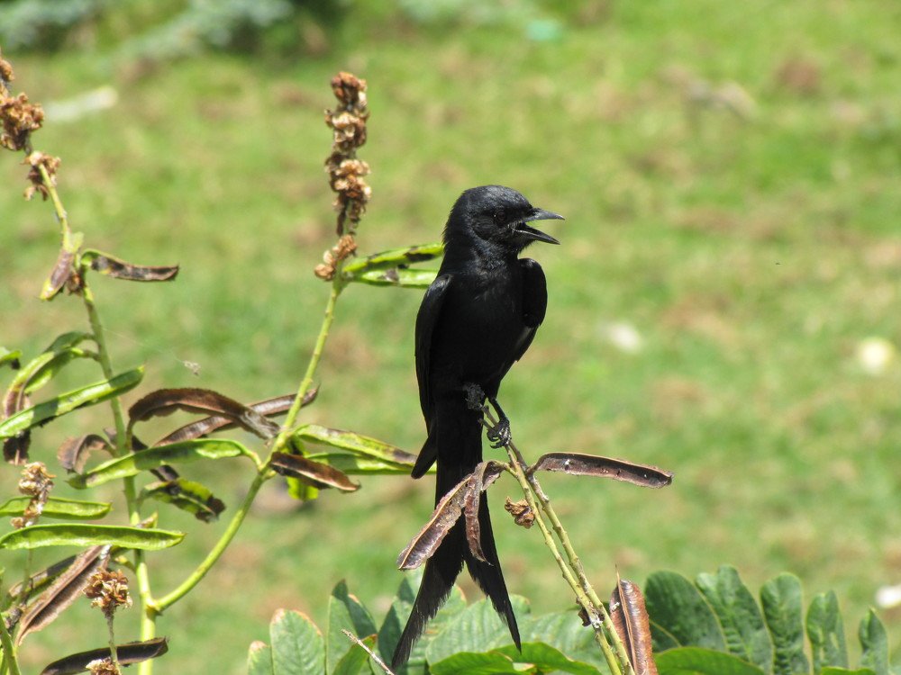 Black Drongo