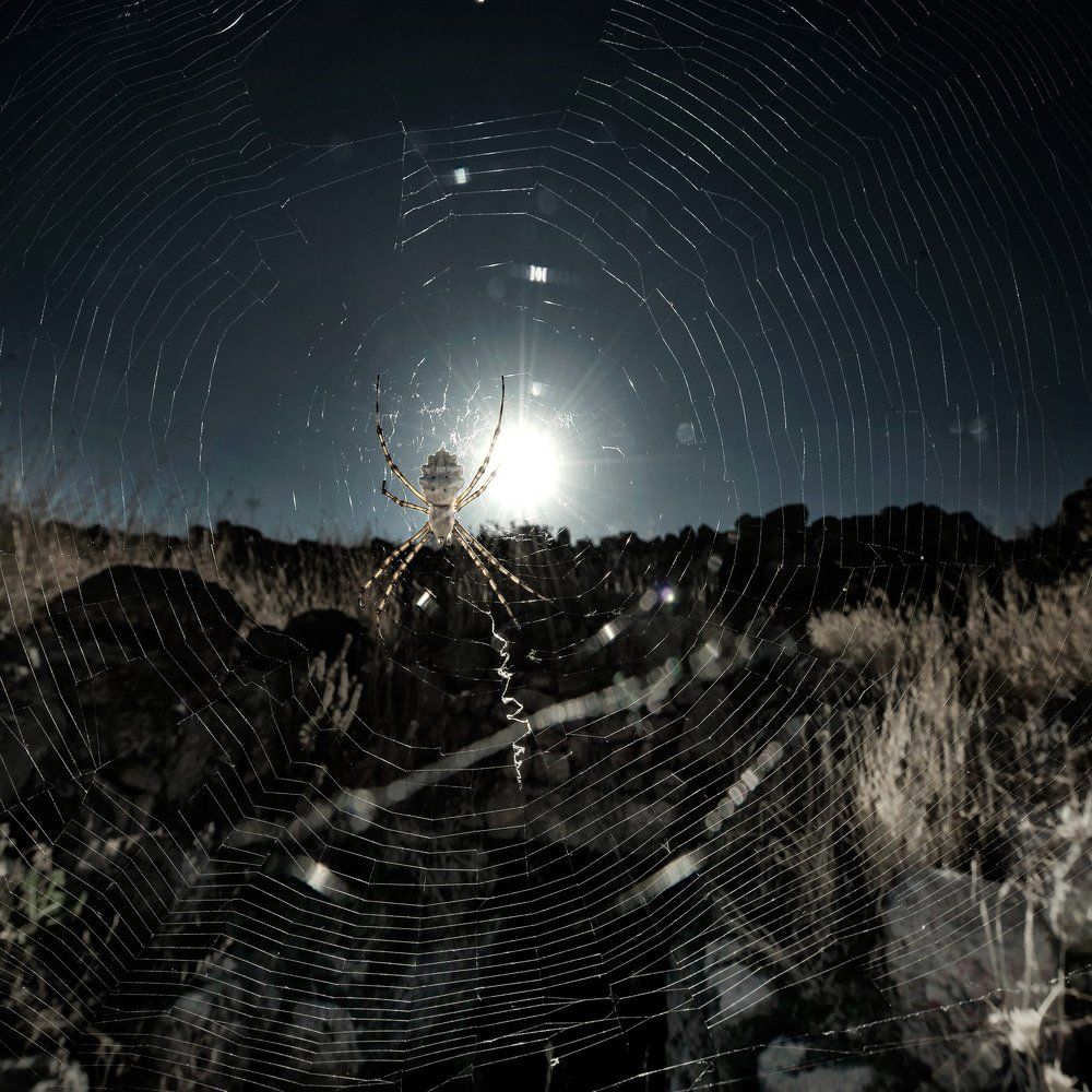 -ночной дозор-