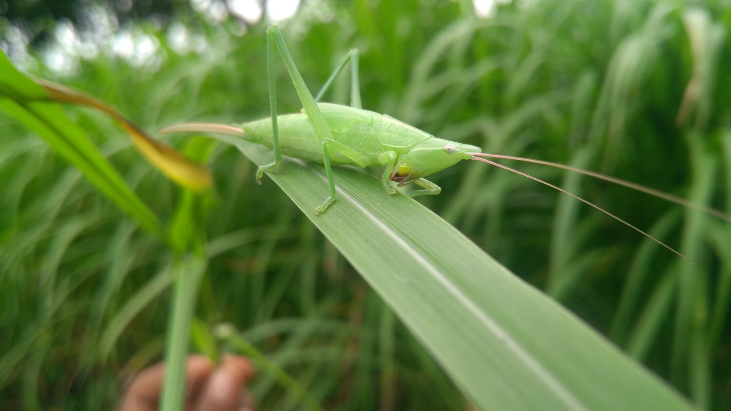 Cricket(insect)