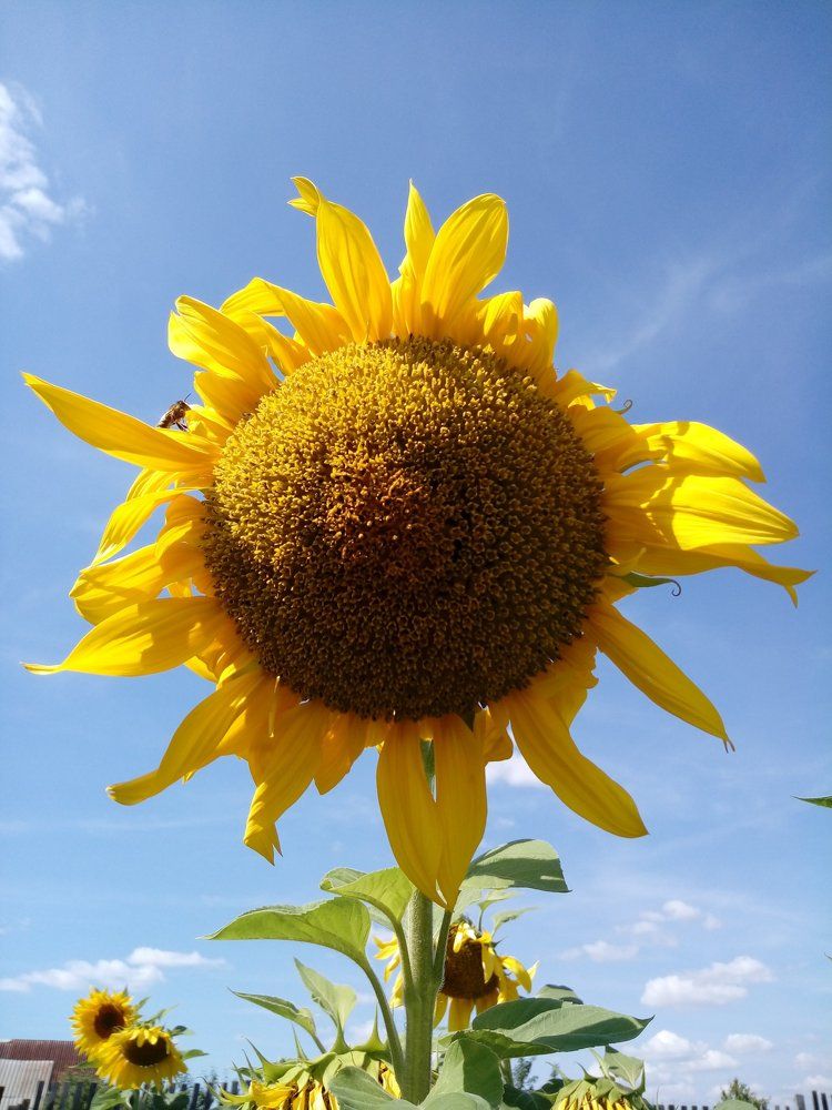 Солнечные подсолнухи