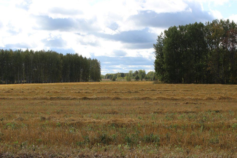 Осенние мотивы.