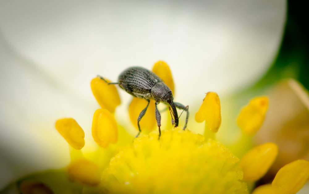 weevil