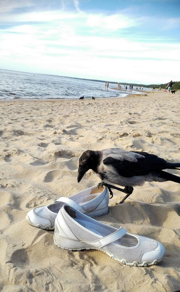 Любопытная ворона