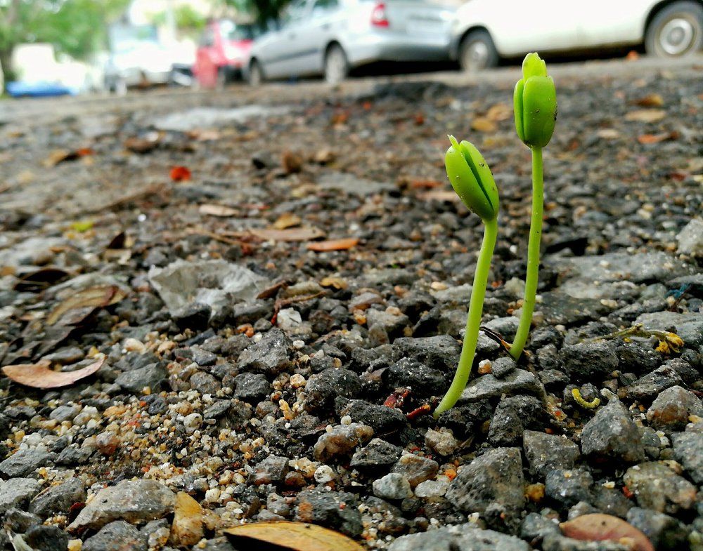 Plant