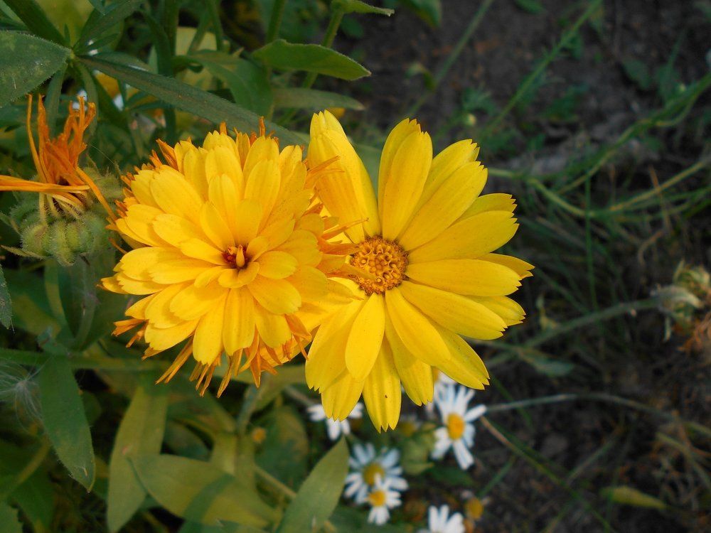 Sun Flowers
