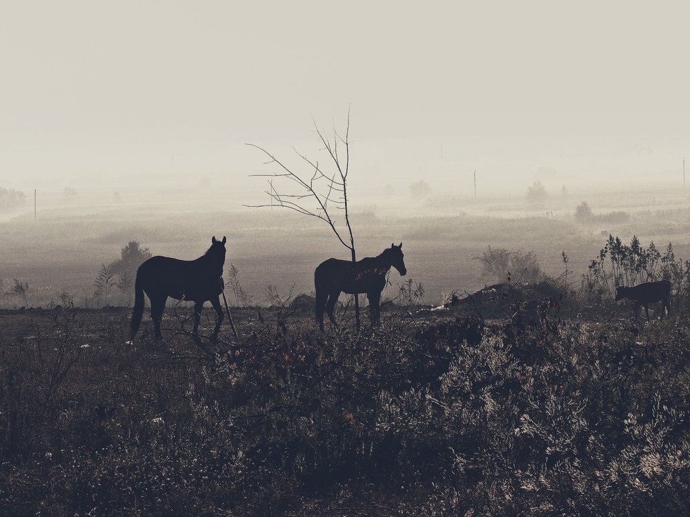 Лошади на рассвете.
