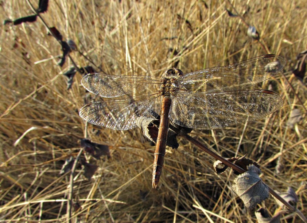 Стрекоза в поле.