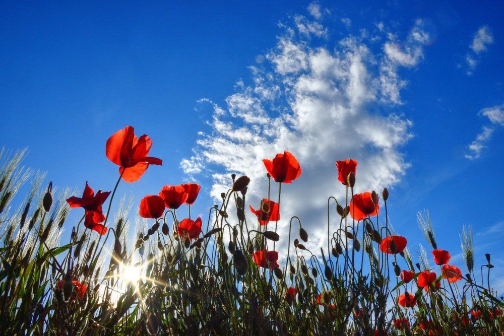Poppies at dusk