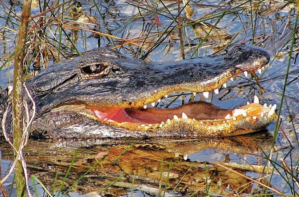 Считаем зубы