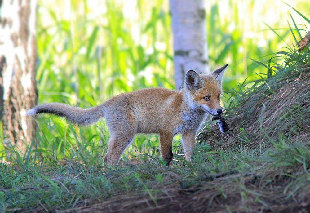 Спрячу, потом съем...