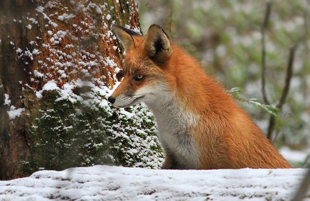 Слышу мышку