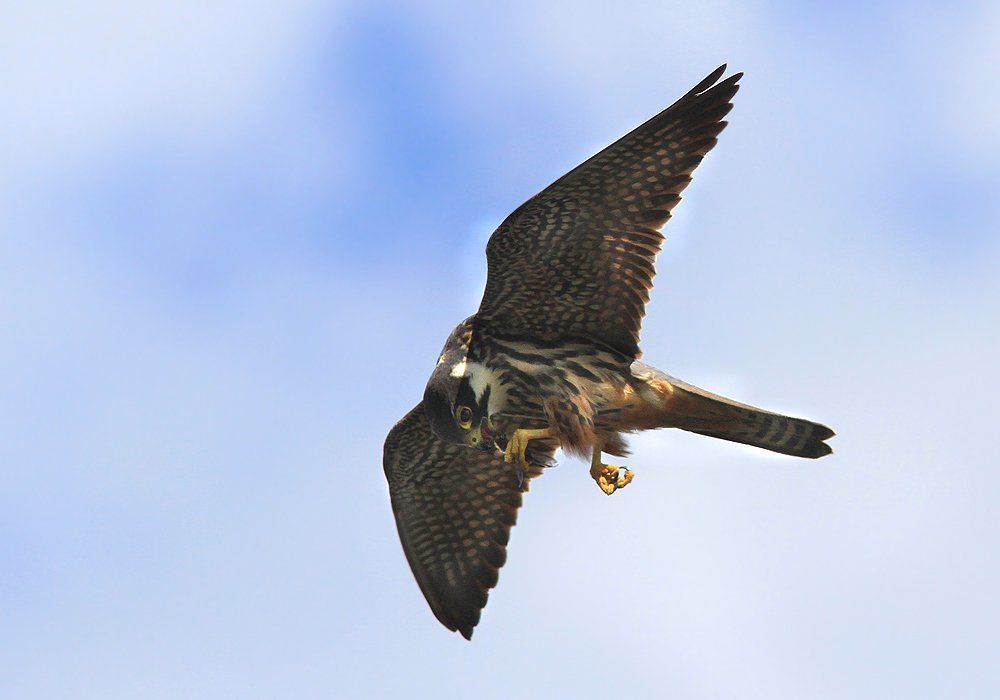 Перекус на лету