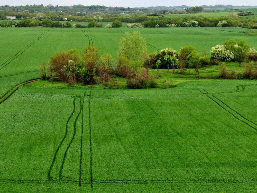 Зеленое поле