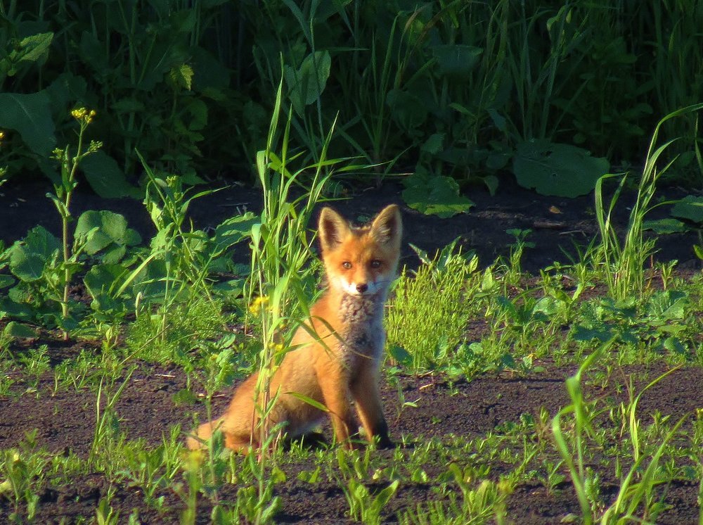 Молодая лиса