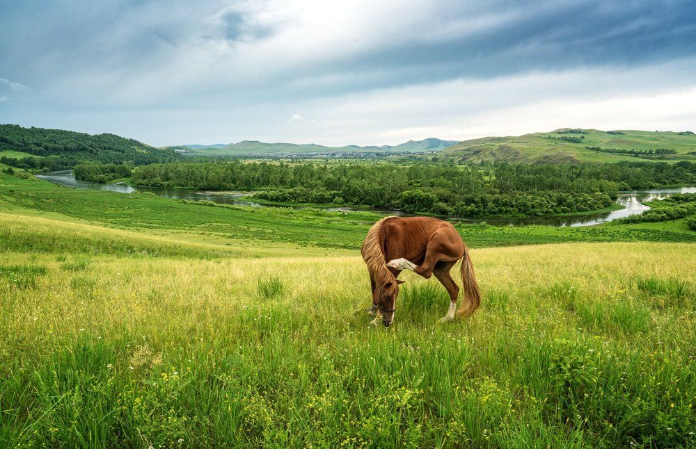 Родные мотивы