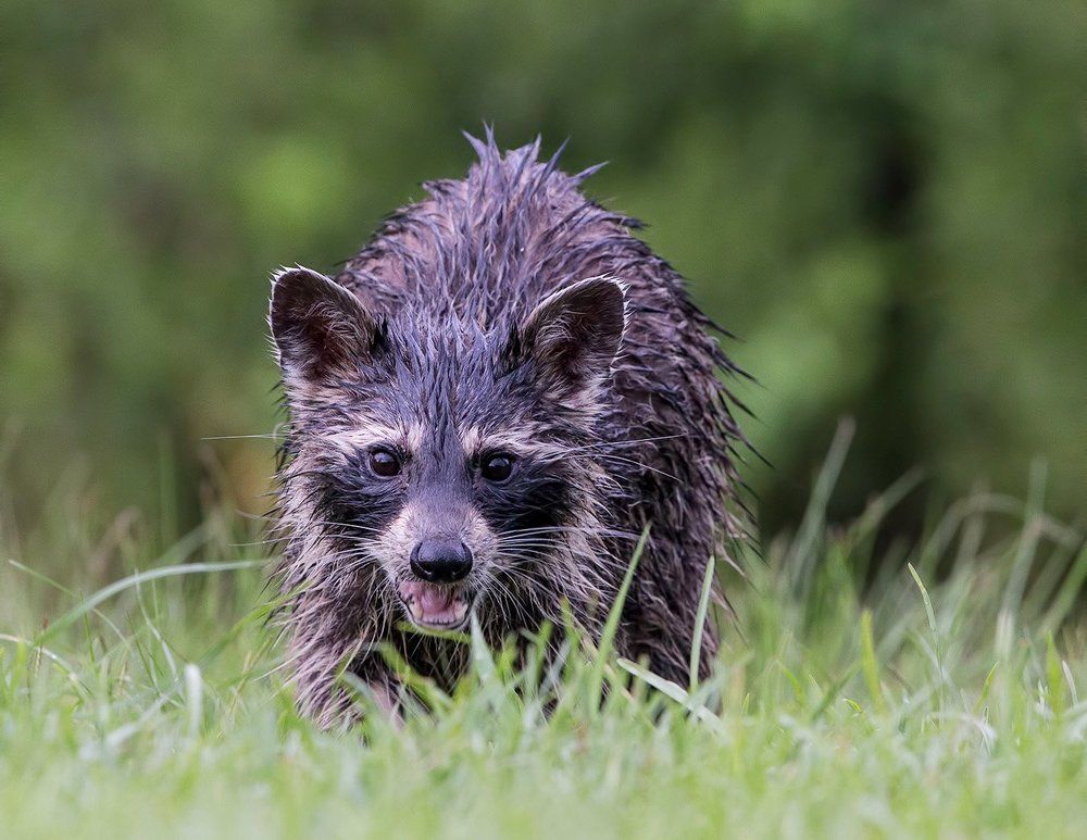 Енот-полоскун после дождя - Wet Raccoon