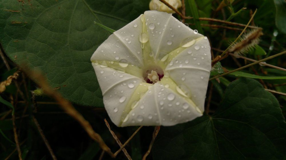 Wet flower