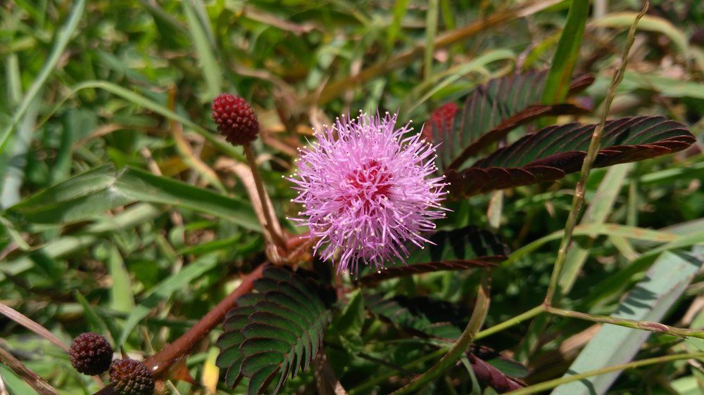 Touch me not flower