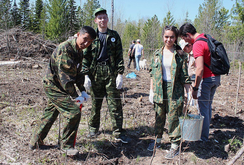 Садим кедры!