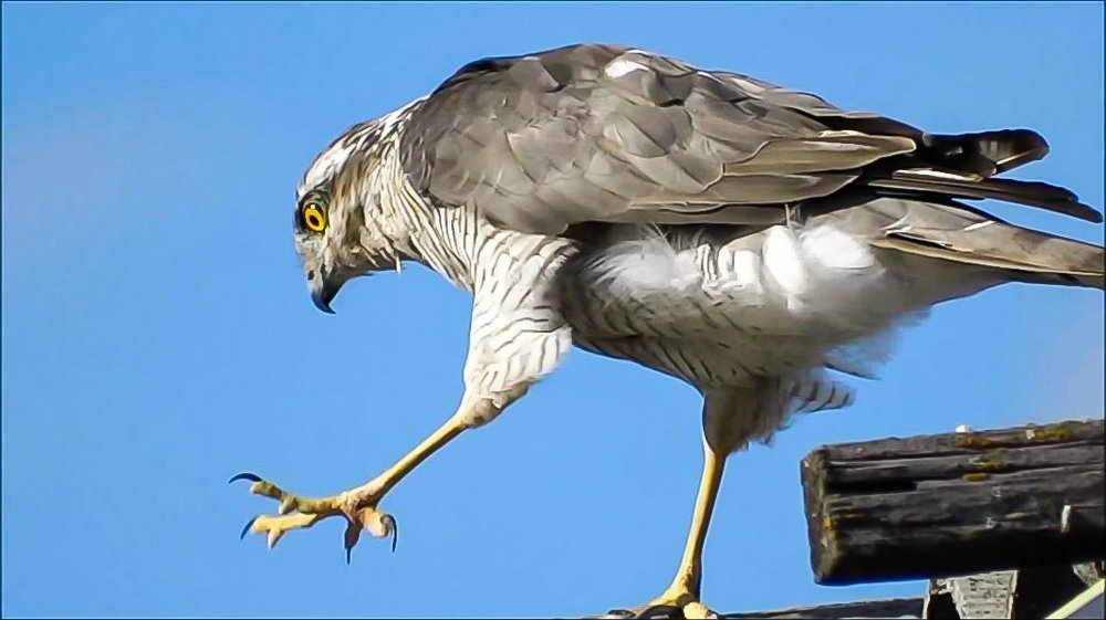 хищная птица