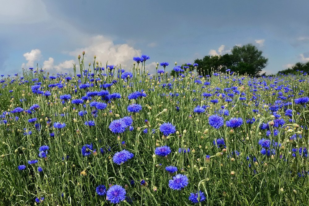 Синеглазое лето