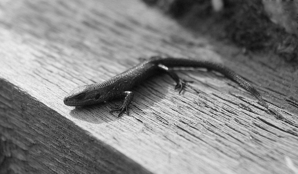 Ящерка. Узоры на коже.