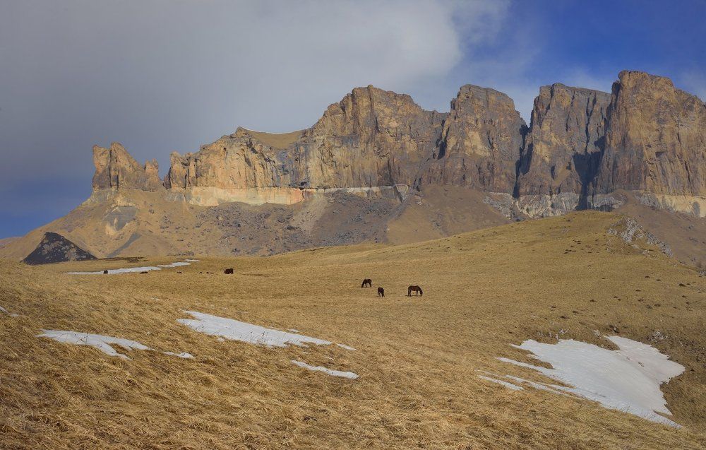 Зимний выпас