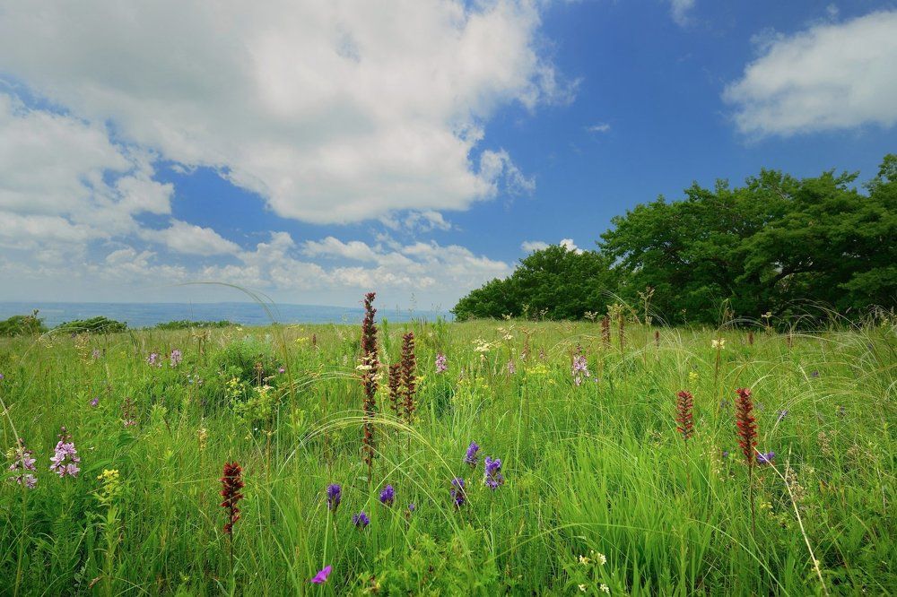 Цветущий луг