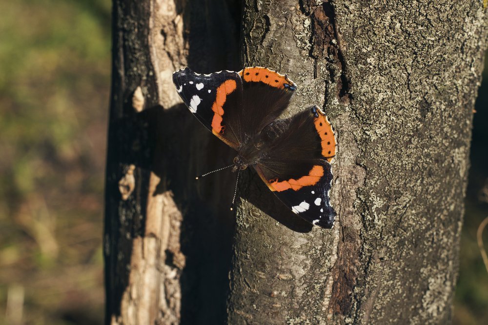 последняя бабочка лета