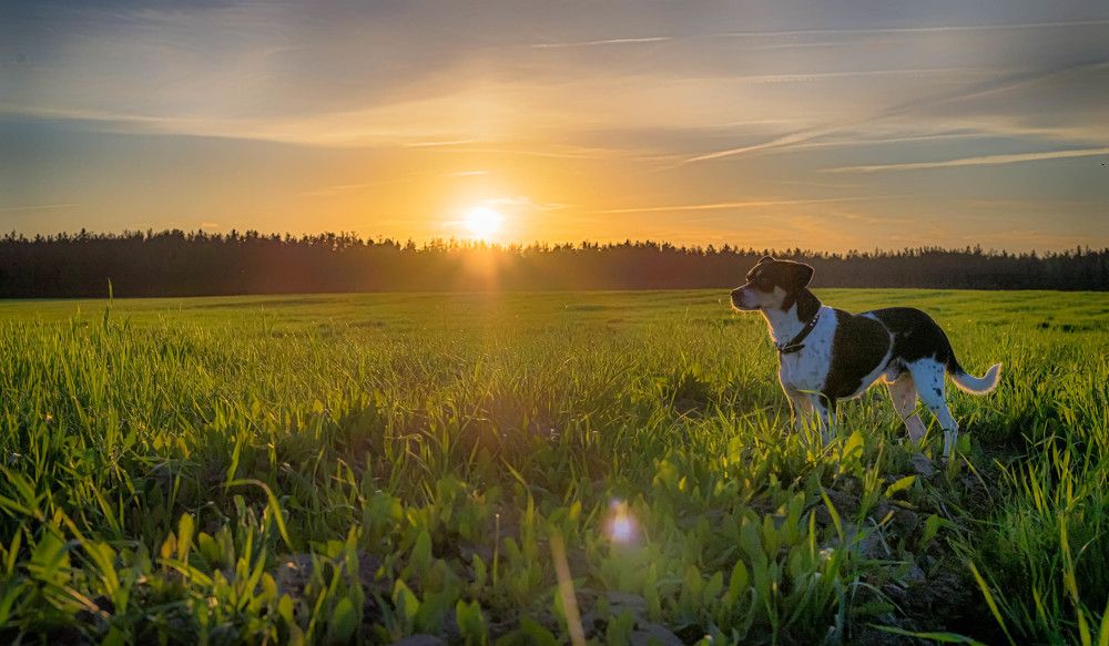Луч солнца золотого