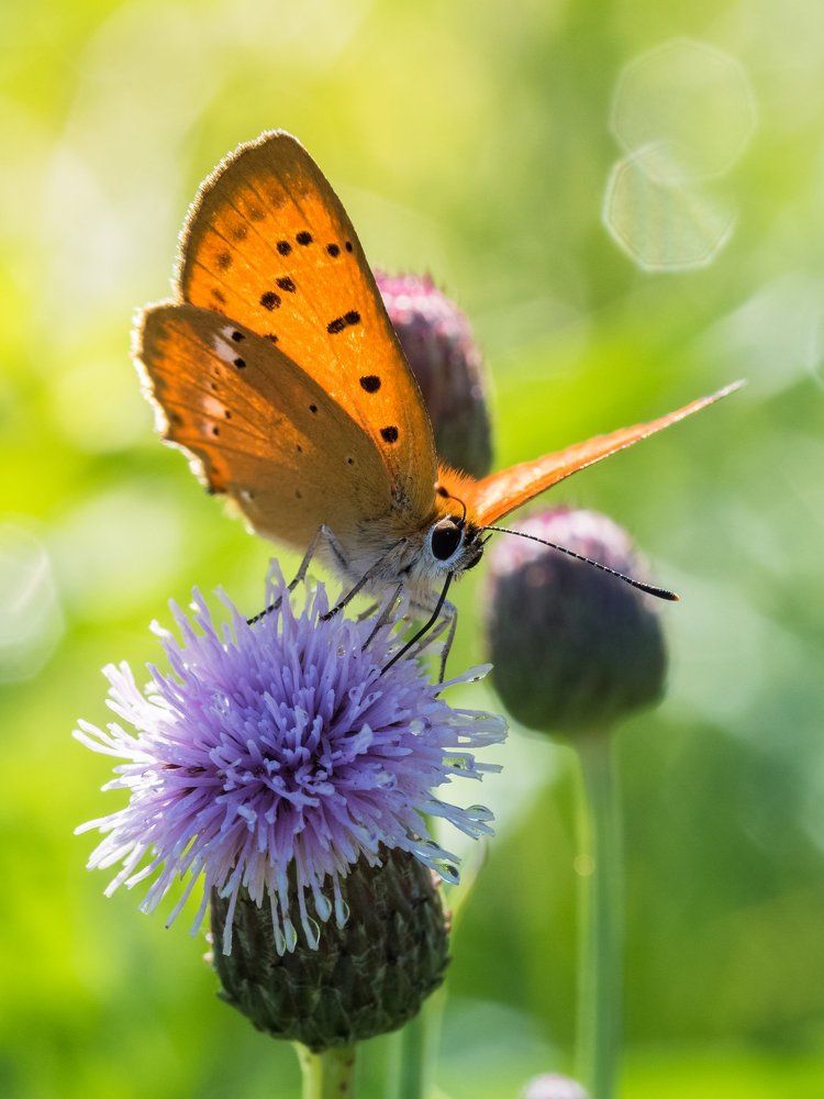 Просто бабочка