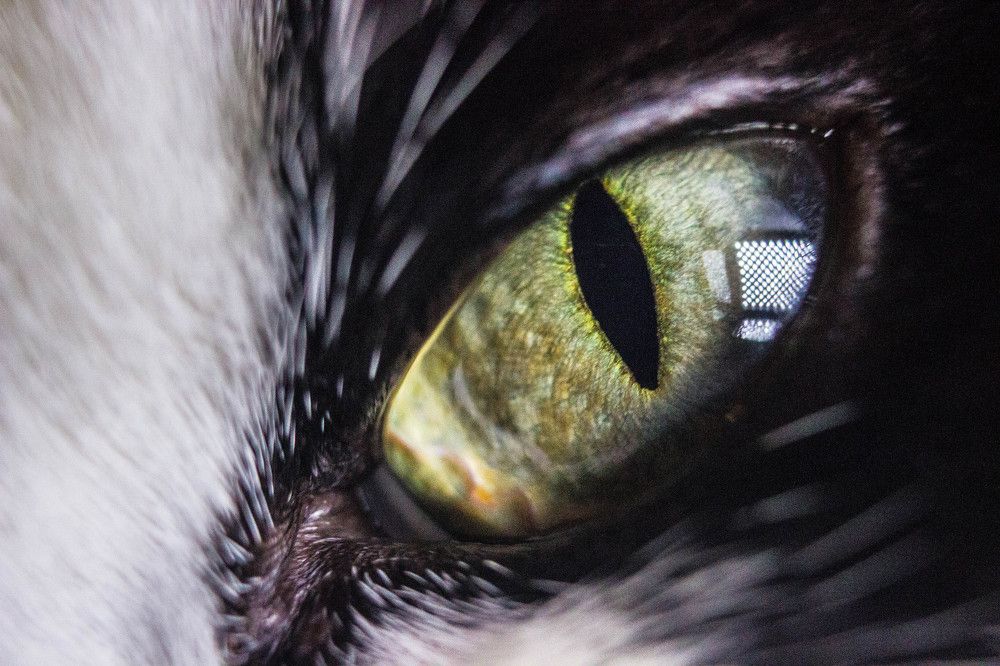 eye of the Dragon(Глаз дракона)