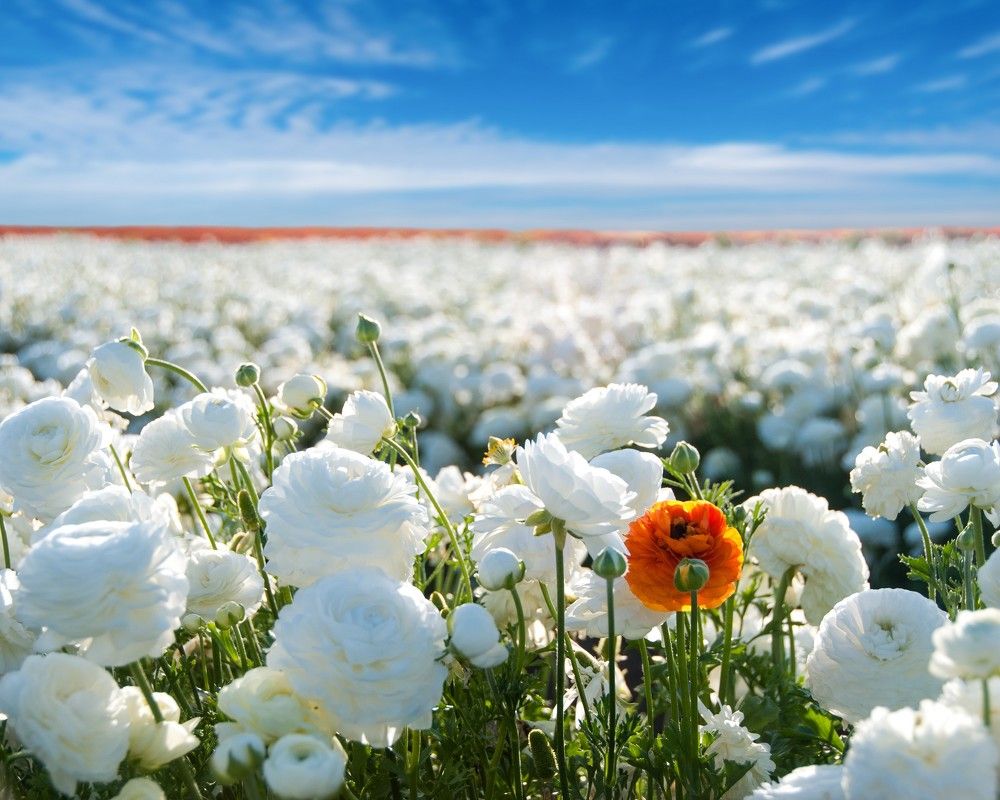 Оранжевое на белом