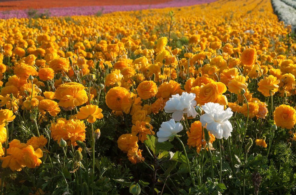 Белое на оранжевом