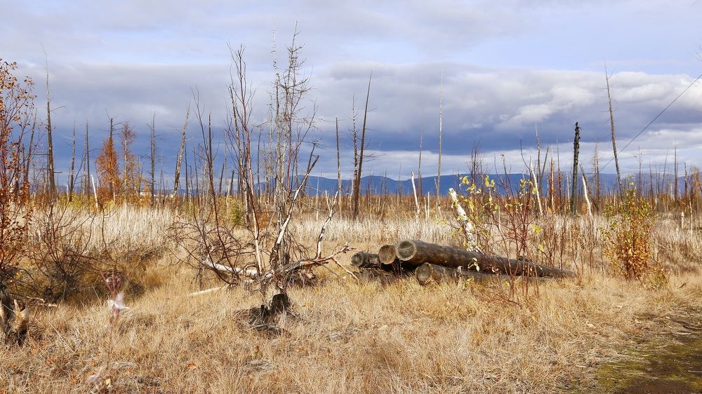 Природа Норильска